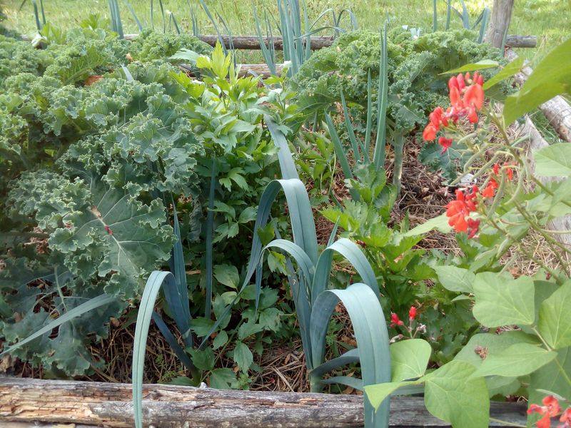 Gemüse aus dem Garten für den Eintopf