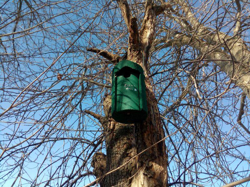 Ein Nistkasten für Meisen hängt in einem Baum