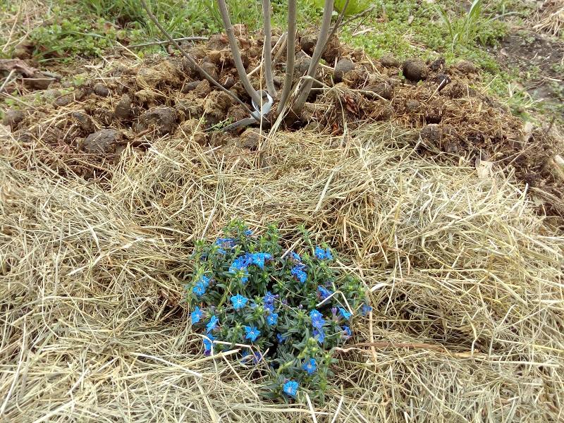 Blauer Steinsame unter Flieder im Wachstum