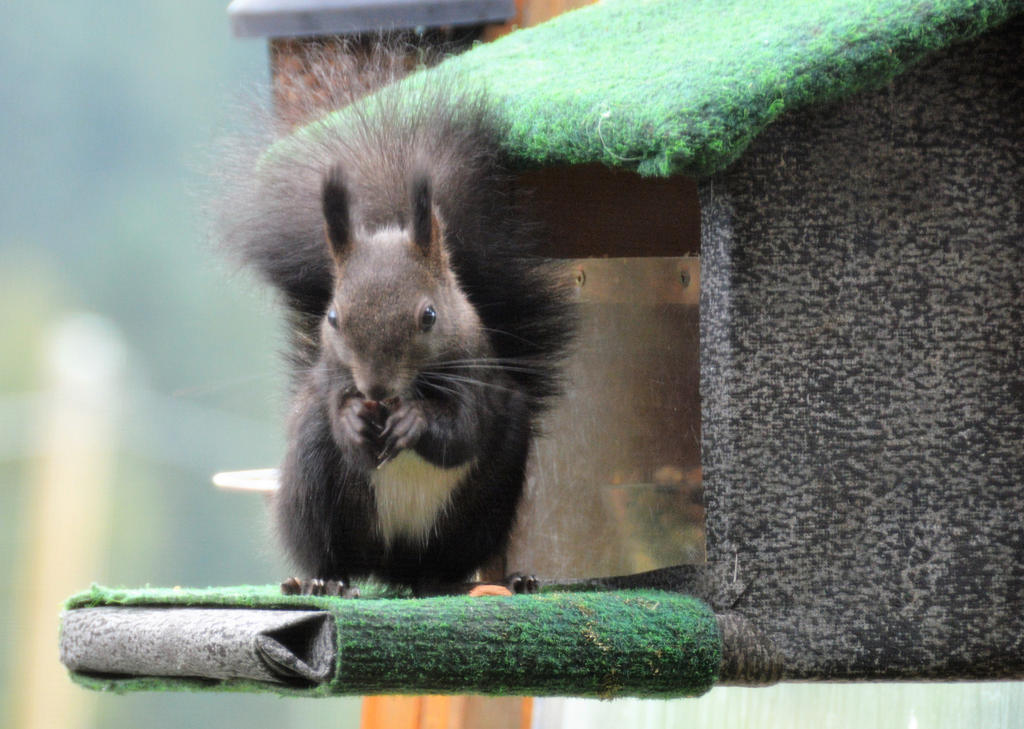 Eichhörnchen-Futterhaus für Nüsse und andere Samen