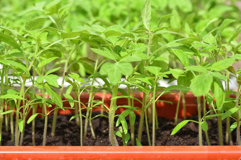 Junge Tomatenpflanzen stehen dicht in der Aussaatschale